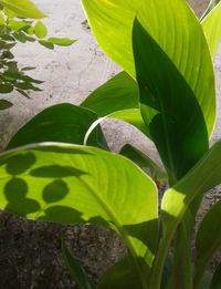 Close-up of green leaf on plant