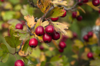 Close-up of red berries growing on tree