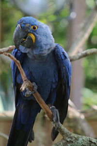 Close-up of parrot perching on branch