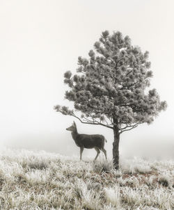 Dog standing on grassy field