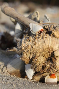 Close-up of a shell