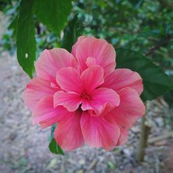 Close-up of pink flower blooming outdoors