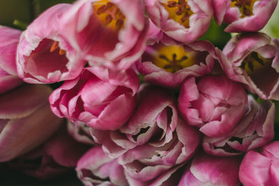 A close up photo of a bouquet of fresh pink tulips