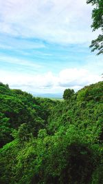 Plants growing on land against sky