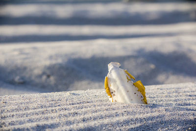 Close-up of insect on sand