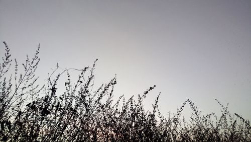 Low angle view of silhouette tree against clear sky