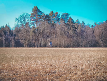 Dry plants on field against clear sky