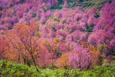 Pink cherry blossoms on field