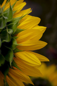 Close-up of yellow flowering plant