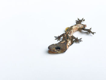 High angle view of frog on white background