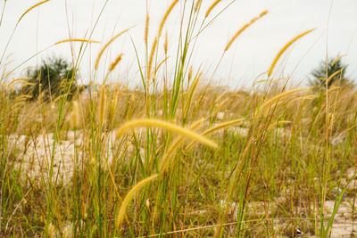 Close-up of crops growing on field against sky