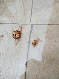 High angle view of lizard