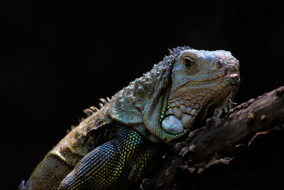 Close-up of lizard on black background