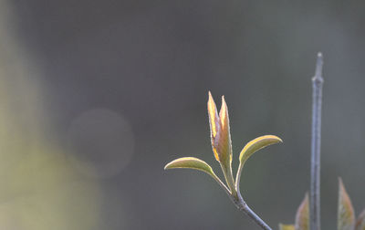 Close-up of flowering plant