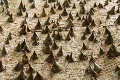 Full frame shot of tree trunk