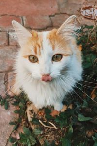 Portrait of cat on field