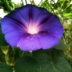 Close-up of purple flowering plant