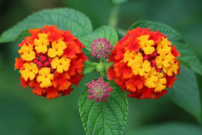 Close-up of marigold blooming in park