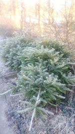 Close-up of snow covered plants