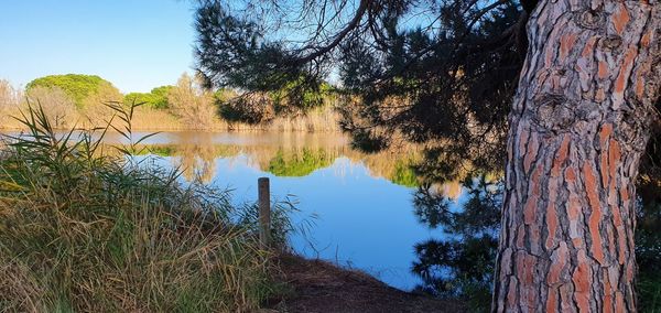 Reflection of trees in lake against sky