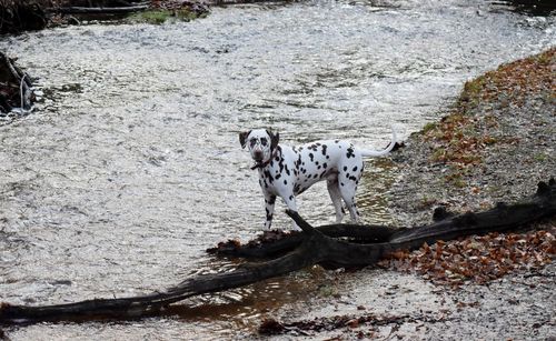 High angle view of dog