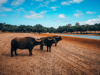 Safari, África 