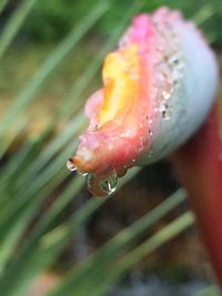Close-up of pink flowers blooming outdoors