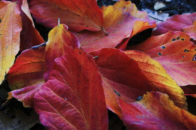 Close-up of autumnal leaves