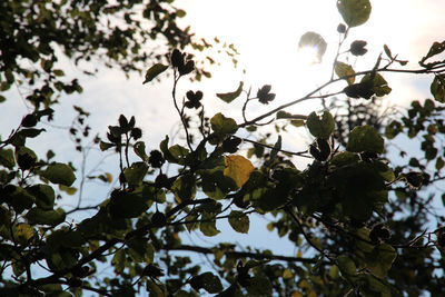 Low angle view of tree against sky