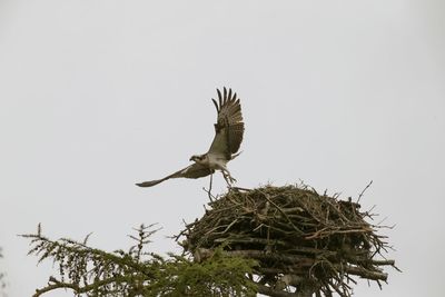 Low angle view of a bird flying against the sky