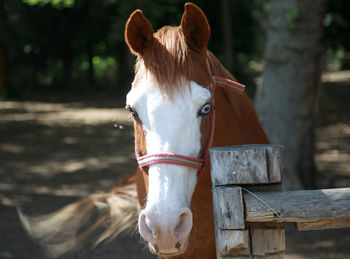 Portrait of a horse in the field