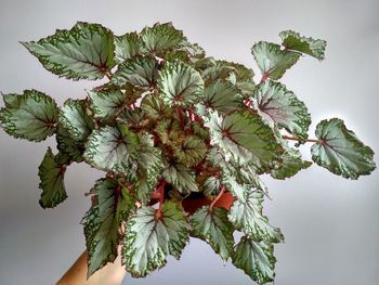 Close-up of hand on plant against white background