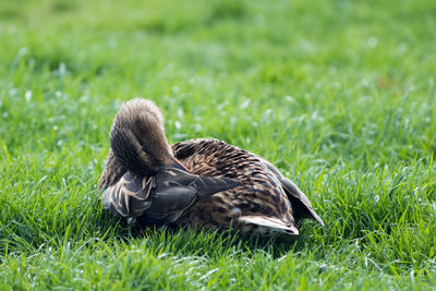 Close-up of ducks on grass