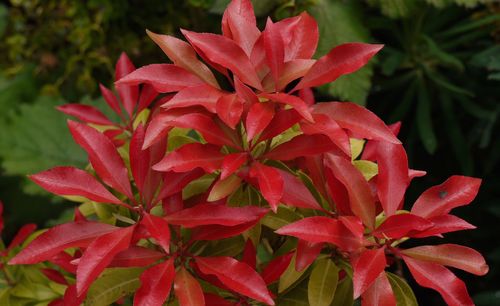Close-up of red leaves
