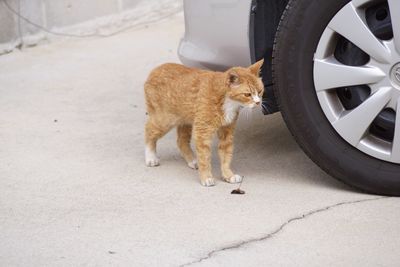 Close-up of cat