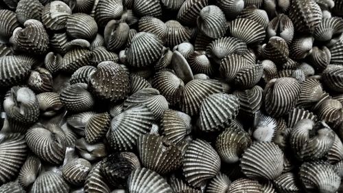 A pile of fresh blood clams in a seafood stall by the side of the road at night ready to eat