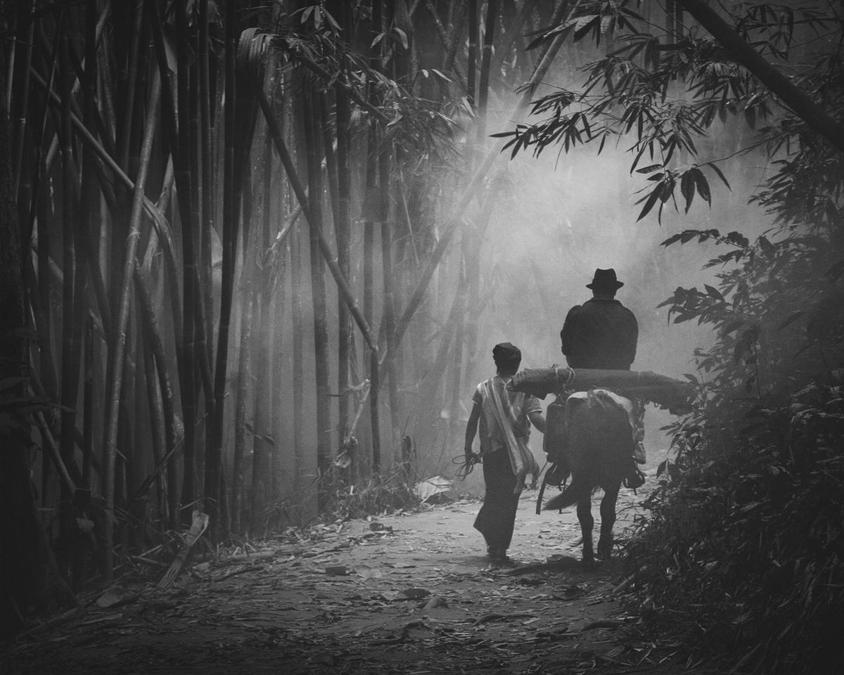 walking, tree, full length, rear view, men, lifestyles, leisure activity, the way forward, person, togetherness, silhouette, nature, standing, sunlight, outdoors, forest