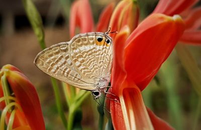 Close-up of butterfly pollinating flower