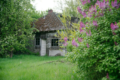 House amidst plants and trees by building