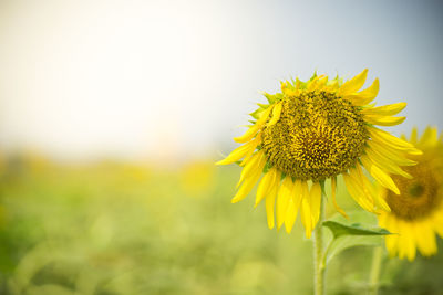 Close-up of sunflower on field