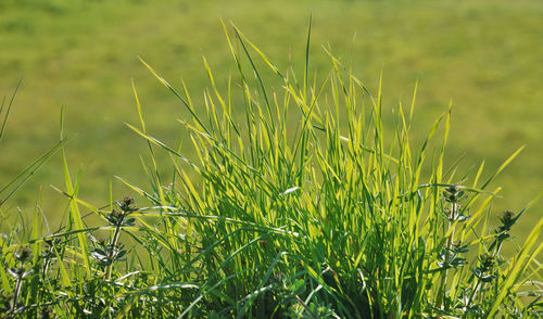 Close-up of crops growing on field