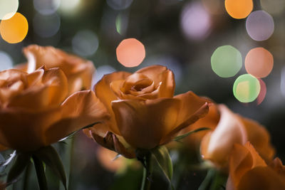 Close-up of flowers blooming outdoors