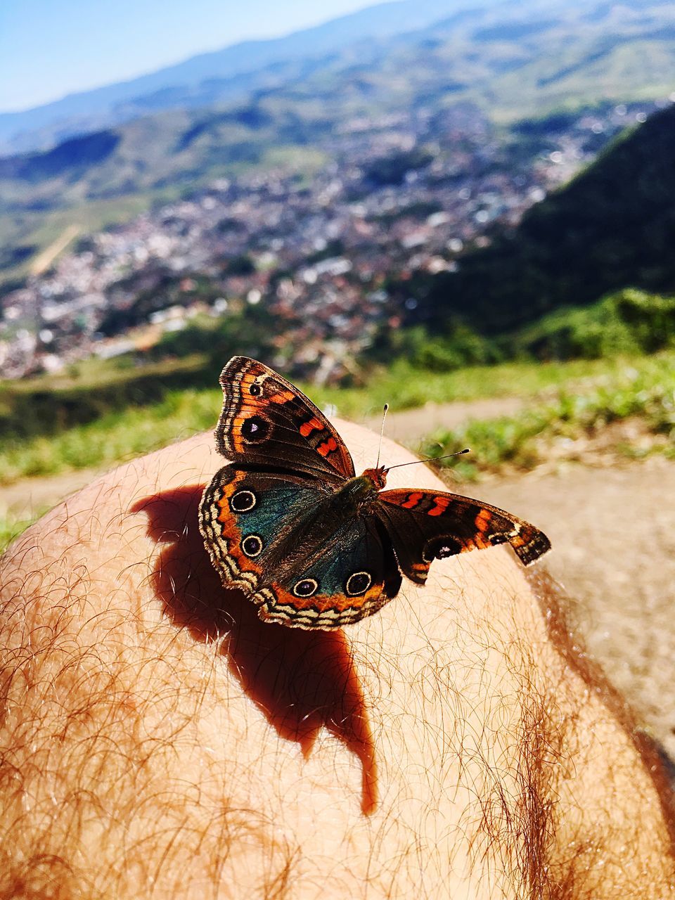 CLOSE-UP OF BUTTERFLY ON FINGER