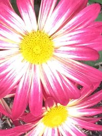 Close-up of yellow flower blooming outdoors