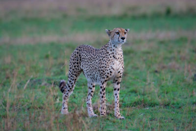 View of a cat on field