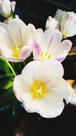 Close-up of pink flowers blooming outdoors