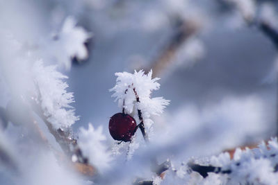 Close-up of frozen plant