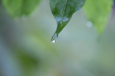 Close-up of raindrops on leaf