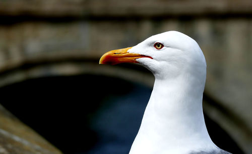 Close-up of swan