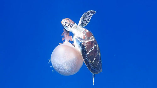 Turtle and jellyfish swimming in sea